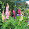 75 Mixed Colors RUSSELL LUPINE (Streamside, Bigleaf, Garden, or Washington Lupine) Lupinus Polyphyllus Flower Seeds