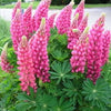 75 Mixed Colors RUSSELL LUPINE (Streamside, Bigleaf, Garden, or Washington Lupine) Lupinus Polyphyllus Flower Seeds