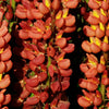 75 Mixed Colors RUSSELL LUPINE (Streamside, Bigleaf, Garden, or Washington Lupine) Lupinus Polyphyllus Flower Seeds