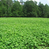 200 Organic BUCKWHEAT Fagopyrum Esculentum Grain Cover Crop Ground Cover Flower Vegetable Seeds