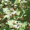 200 Organic BUCKWHEAT Fagopyrum Esculentum Grain Cover Crop Ground Cover Flower Vegetable Seeds