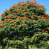 15 Red AFRICAN TULIP TREE (Fire Tree / Flame of the Forest / Fountain Tree) Spathodea Campanulata Seeds