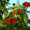 15 Red AFRICAN TULIP TREE (Fire Tree / Flame of the Forest / Fountain Tree) Spathodea Campanulata Seeds