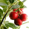 100 Perennial CRANBERRY American Vaccinium Macrocarpon Red Fruit Bush Seeds