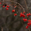 100 Perennial CRANBERRY American Vaccinium Macrocarpon Red Fruit Bush Seeds