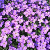 500 PURPLE ROCKCRESS Rock Cress Aubrieta Deltoidea Flower Seeds