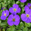500 PURPLE ROCKCRESS Rock Cress Aubrieta Deltoidea Flower Seeds