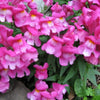 2000 BABY SNAPDRAGON Toadflax Linaria Maroccana Flower Seeds