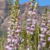 500 PALE BEARDTONGUE Penstemon Pallidus Flower Seeds