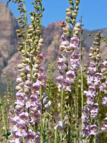 500 PALE BEARDTONGUE Penstemon Pallidus Flower Seeds
