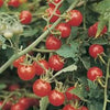 300 SMALL Red CHERRY TOMATO Lycopersicon Lycopersicum Fruit Vegetable Seeds