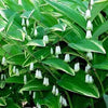 15 SOLOMONS SEAL Polygonatum Canaliculatum Flower Seeds