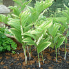 15 SOLOMONS SEAL Polygonatum Canaliculatum Flower Seeds
