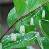 15 SOLOMONS SEAL Polygonatum Canaliculatum Flower Seeds
