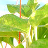 20 FORDHOOK LIMA BEAN Phaseolus Lunatus Bush Bean Vegetable Seeds
