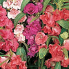 100 IMPATIENS (Balsam / Lady Slipper / Touch Me Not) Impatiens Balsamina Flower Seeds