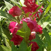 100 IMPATIENS (Balsam / Lady Slipper / Touch Me Not) Impatiens Balsamina Flower Seeds