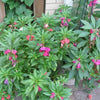 100 IMPATIENS (Balsam / Lady Slipper / Touch Me Not) Impatiens Balsamina Flower Seeds