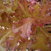 3000 CIMMARON Red ROMAINE LETTUCE Lactuca Sativa Vegetable Seeds