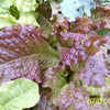 3000 CIMMARON Red ROMAINE LETTUCE Lactuca Sativa Vegetable Seeds
