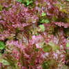3000 CIMMARON Red ROMAINE LETTUCE Lactuca Sativa Vegetable Seeds