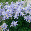 50 Blue ROCKY MOUNTAIN COLUMBINE Aquilegia Caerulea Flower Seeds