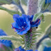 100 Blue VIPERS BUGLOSS Echium Vulgare Blue Flower Seeds