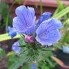 100 Blue VIPERS BUGLOSS Echium Vulgare Blue Flower Seeds