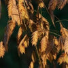 100 NORTHERN SEA OATS Grass Inland Chasmanthium Seeds