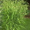 100 NORTHERN SEA OATS Grass Inland Chasmanthium Seeds