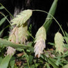 100 NORTHERN SEA OATS Grass Inland Chasmanthium Seeds