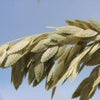 100 NORTHERN SEA OATS Grass Inland Chasmanthium Seeds