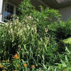 100 NORTHERN SEA OATS Grass Inland Chasmanthium Seeds