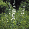 50 WHITE WILD INDIGO Baptisia Alba Usa Native Pollinator Flower Seeds
