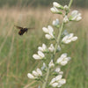 50 WHITE WILD INDIGO Baptisia Alba Usa Native Pollinator Flower Seeds