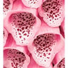 1000 PINK & PURPLE Mix FOXGLOVE Digitalis Flower Seeds