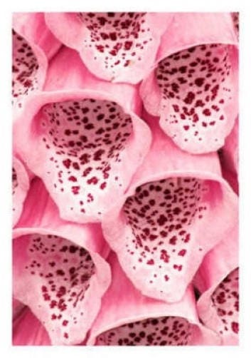 1000 PINK & PURPLE Mix FOXGLOVE Digitalis Flower Seeds