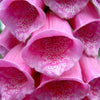 1000 PINK & PURPLE Mix FOXGLOVE Digitalis Flower Seeds