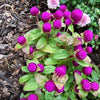 50 GLOBE AMARANTH MIX Gomphrena Globosa Mixed Colors Amaranthus Flower Seeds