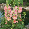 50 Mixed Colors HOLLYHOCK KING HENRY Viii Mix Alcea Rosea Flower Seeds