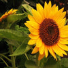 30 INCREDIBLE DWARF SUNFLOWER Helianthus Annuus Flower Seeds