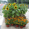 30 INCREDIBLE DWARF SUNFLOWER Helianthus Annuus Flower Seeds