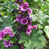 20 MAURITANIAN MALVA Mallow Malva sylvestris var. mauritania Flower Seeds