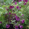 20 MAURITANIAN MALVA Mallow Malva sylvestris var. mauritania Flower Seeds