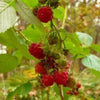 100 RED RASPBERRY Rubus Idaeus Fruit Bush Vine Seeds