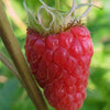 100 RED RASPBERRY Rubus Idaeus Fruit Bush Vine Seeds