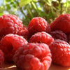 100 RED RASPBERRY Rubus Idaeus Fruit Bush Vine Seeds