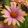 25 SALMON AFRICAN DAISY Dimorphotheca Sinuata Apricot Flower Seeds