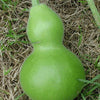 20 BIRDHOUSE GOURD (Hard Shelled Gourd / Calabash) Lagenaria Siceraria Vine Seeds