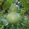 20 BIRDHOUSE GOURD (Hard Shelled Gourd / Calabash) Lagenaria Siceraria Vine Seeds
